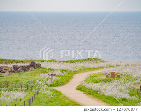 海蘿蔔盛開的大成古墳群的海邊之路（4） 127076877