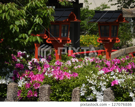六孫王神社杜鵑花 127076886
