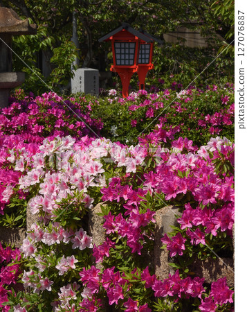 Rokusonno Shrine Azalea Rokusonno Shrine Azalea 127076887