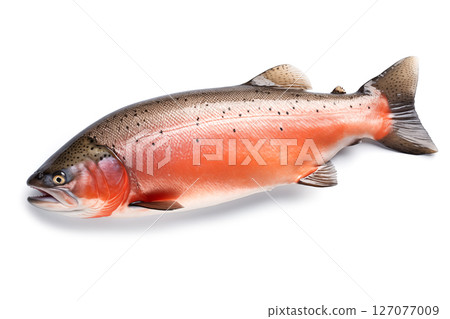 fresh salmon isolated on the white background 127077009