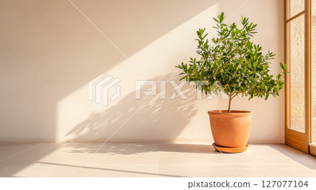 Bright indoor plant casting a shadow in a sunlit room with large windows in the afternoon 127077104