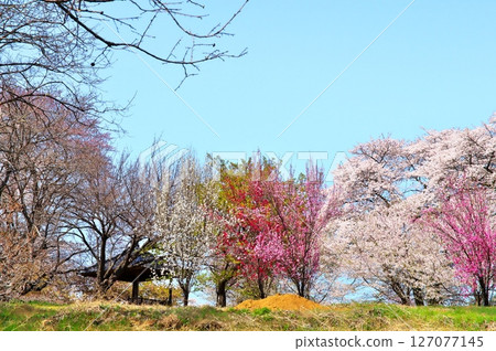 寺廟裡的櫻花盛開 127077145