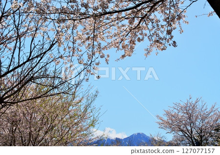 寺廟裡的櫻花盛開 127077157