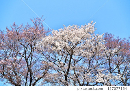 Cherry blossoms in full bloom at the temple Cherry blossoms in full bloom at the temple 127077164