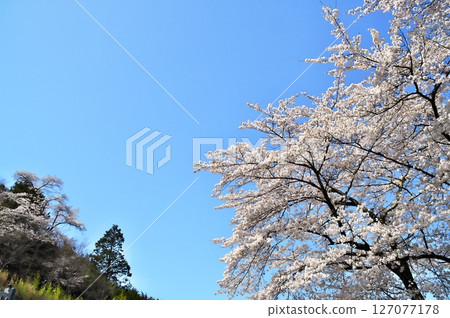 寺廟裡的櫻花盛開 127077178