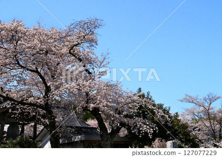 Cherry blossoms in full bloom at the temple Cherry blossoms in full bloom at the temple 127077229