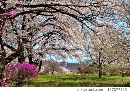 寺廟裡的櫻花盛開 127077233
