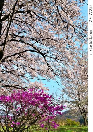 寺廟裡的櫻花盛開 127077235