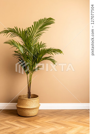 A lush green palm plant in a woven basket near a warm beige wall in a cozy room A lush green palm plant in a woven basket near a warm beige wall in a cozy room 127077504