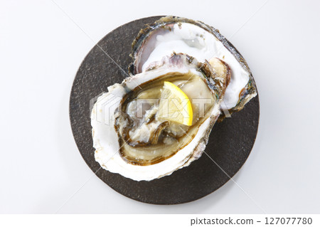 Seasonal rock oysters on a white background Seasonal rock oysters on a white background 127077780