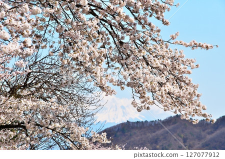 寺廟裡的櫻花盛開 寺廟裡的櫻花盛開 127077912