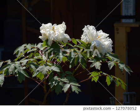 Rokusonno Shrine Peony Rokusonno Shrine Peony 127078052