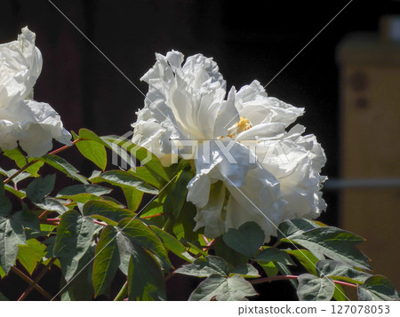 Rokusonno Shrine Peony Rokusonno Shrine Peony 127078053