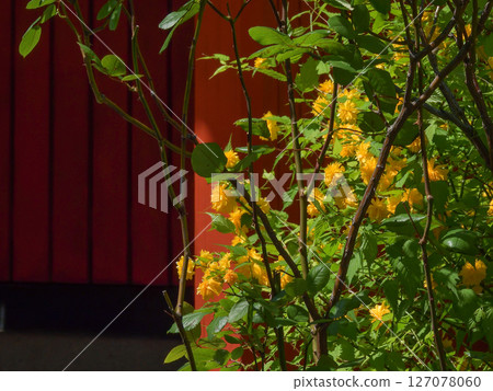 六園野神社山吹和六尾稻荷神社 127078060