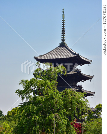 Tojiji Fuji cherry tree and five-storied pagoda Tojiji Fuji cherry tree and five-storied pagoda 127078185