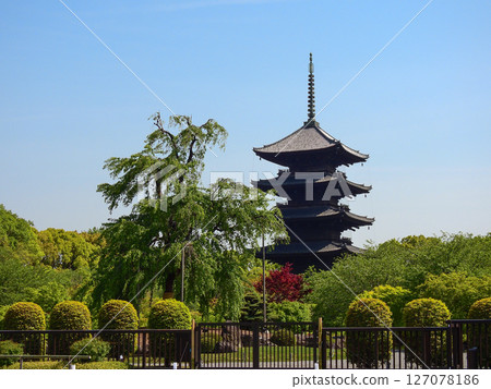 Tojiji Fuji cherry tree and five-storied pagoda 127078186