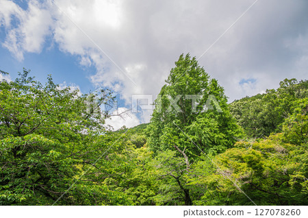 琵琶湖疏水 - 京都市諸葉隧道入口附近的森林風景 琵琶湖疏水 - 京都市諸葉隧道入口附近的森林風景 127078260