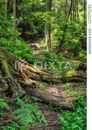 Lake Biwa Canal, Koseki Pass, mountain forest scenery, Otsu City, Shiga Prefecture 127078281