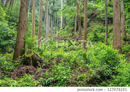 滋賀縣大津市琵琶湖疏水、小關嶺、山林風光 滋賀縣大津市琵琶湖疏水、小關嶺、山林風光 127078291