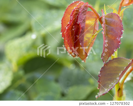 Water droplets on red leaves Water droplets on red leaves 127078302