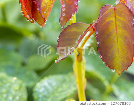 Water droplets on red leaves Water droplets on red leaves 127078303