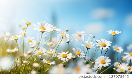 flower chamomile daisy natural landscape banner. Chamomile flower field. 127078445