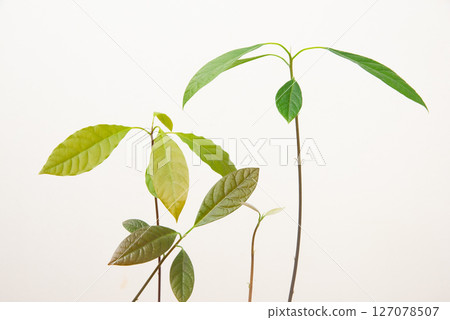 Avocado sprout Avocado sprout 127078507