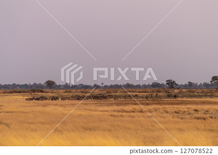 A herd of Zebras roaming the Okavango Delta A herd of Zebras roaming the Okavango Delta 127078522