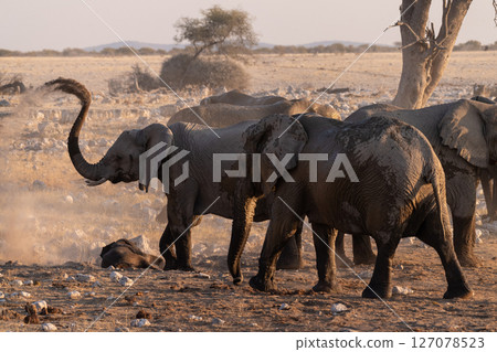 Bathing Elephants in Etosha 127078523