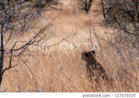 Cheeta hiding in the Bushes 127078525