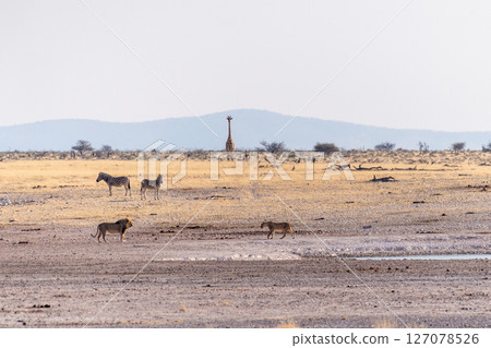 Lions in Etosha 127078526