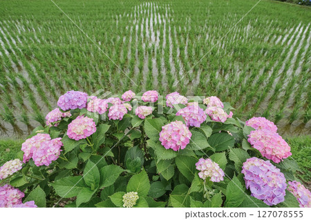 繡球花特寫，背景是稻田 127078555