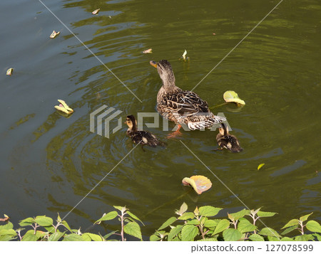 Toji Temple, Lotus Pond, Mother and Child Mallards 127078599