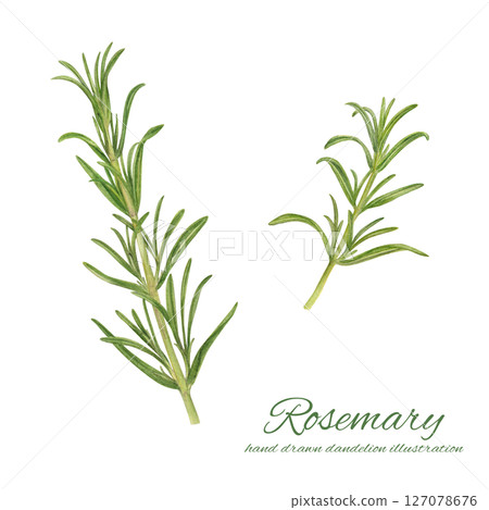 Fresh rosemary painted in watercolor Fresh rosemary painted in watercolor 127078676