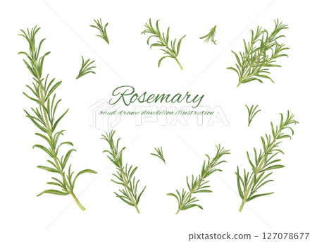 Rosemary watercolor illustration cartoon set Rosemary watercolor illustration cartoon set 127078677