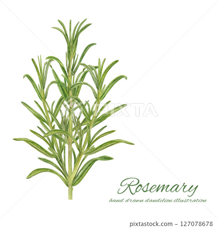 Watercolor illustration of fresh rosemary leaves and branches 127078678