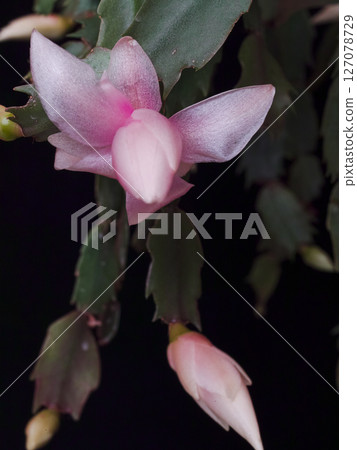 Shakoba Saboten花 Shakoba Saboten花 127078729