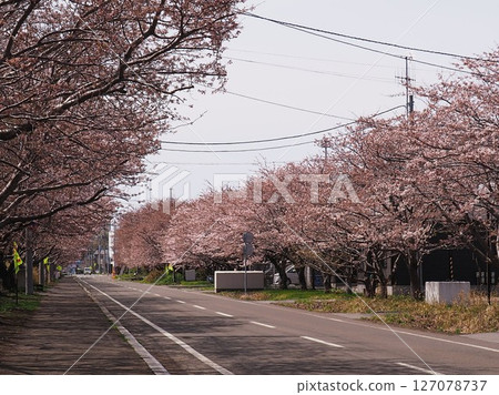 Cherry blossom trees at the site of the former Matsumae Station on the Matsumae Line 127078737