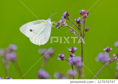 菜粉蝶停在一朵紫色的花上 菜粉蝶停在一朵紫色的花上 127078747