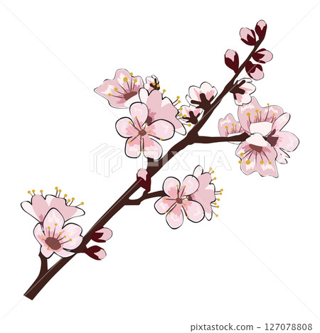 Spring Sakura cherry blooming flowers branch element 127078808