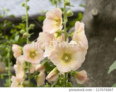 淡橙色蜀葵 127078867