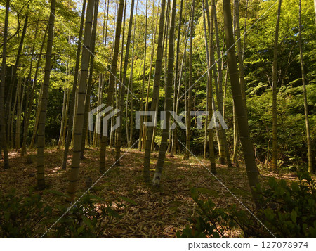 Biwako Cultural Park Bamboo Forest (Sunset Garden) Biwako Cultural Park Bamboo Forest (Sunset Garden) 127078974