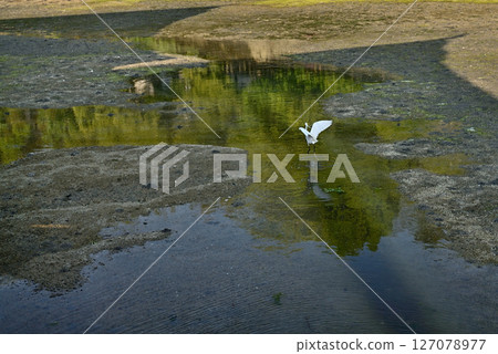 Itsukushima Shrine: Mirror Pond and White Egret Itsukushima Shrine: Mirror Pond and White Egret 127078977