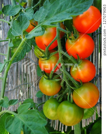 櫻桃番茄開始變色 127079063