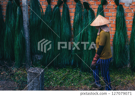 Vietnamese woman in a traditional straw hat works on the background of drying dyed green reeds in the production of woven mats in Vietnam Vietnamese woman in a traditional straw hat works on the background of drying dyed green reeds in the production of woven mats in Vietnam 127079071