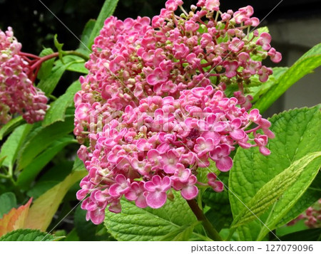 梅雨季節的花壇,雨後的早晨:繡球花:花壇花 梅雨季節的花壇,雨後的早晨:繡球花:花壇花 127079096