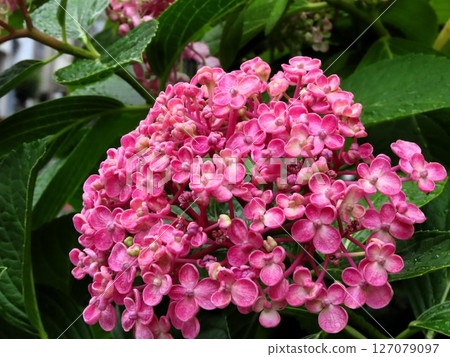 梅雨季節的花壇,雨後的早晨:繡球花:花壇花 梅雨季節的花壇,雨後的早晨:繡球花:花壇花 127079097