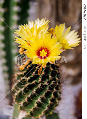 Beautiful macro shots of prickly cactus. Background and textures Beautiful macro shots of prickly cactus. Background and textures 127079402