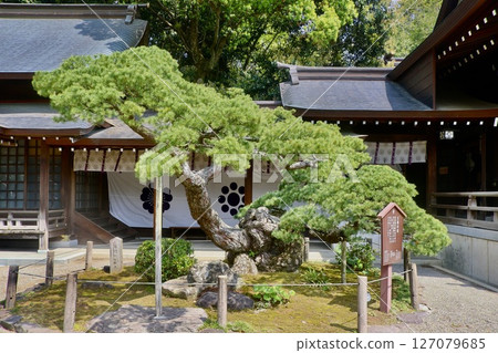 五葉松 水前寺成趣園(熊本縣熊本市) 五葉松 水前寺成趣園(熊本縣熊本市) 127079685