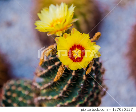 Beautiful macro shots of prickly cactus. Background and textures Beautiful macro shots of prickly cactus. Background and textures 127080137
